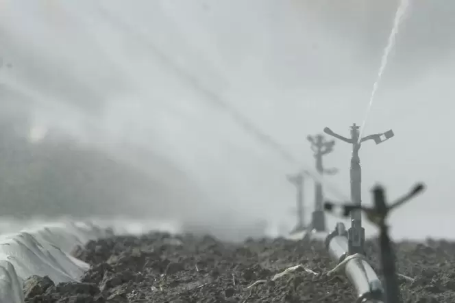 Ohne Beregnungsanlagen geht auf vielen Äckerin der Südfpfalz nichts mehr.