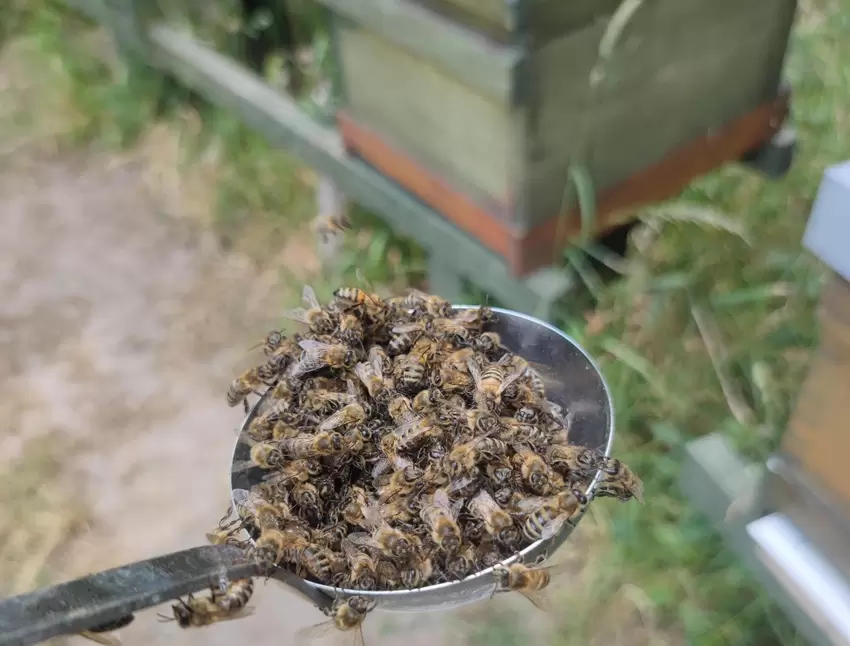 Recht überschaubar: Etwa zwei Schöpfkellen voller Bienen bilden das Begattungsvölkchen für die junge Königin.