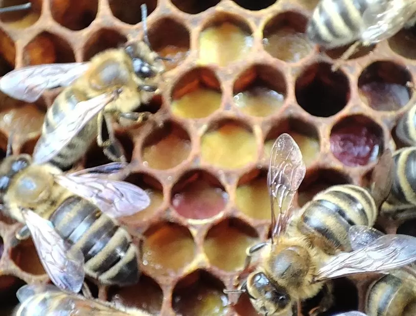 Die Wabenzellen sind mit verschiedensten Pollen gefüllt.