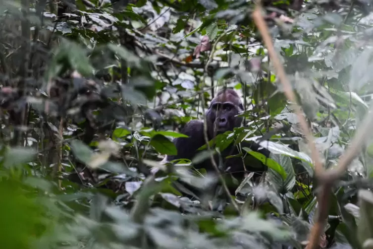 Einer der letzten noch lebenden Berggorillas in seinem Versteck. Die kongolesische Regierung behauptet: „Wir sorgen uns eben meh