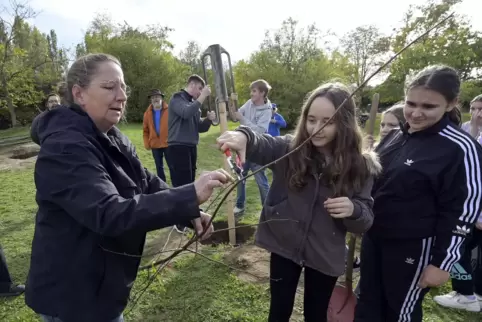 So geht’s: Ute Walter von der Baumschule „Lebensraum Garten“ pflanzt mit Schülern eine Sommerlinde.