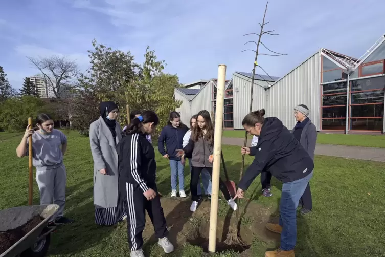 F&uuml;r die Setzlinge wurden L&ouml;cher vorbereitet.