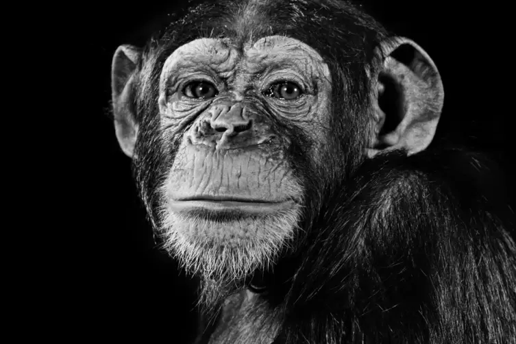 Tiere ganz persönlich: Dieser Schimpanse (1992) ist Teil der legendären Tierporträts von Walter Schels. 