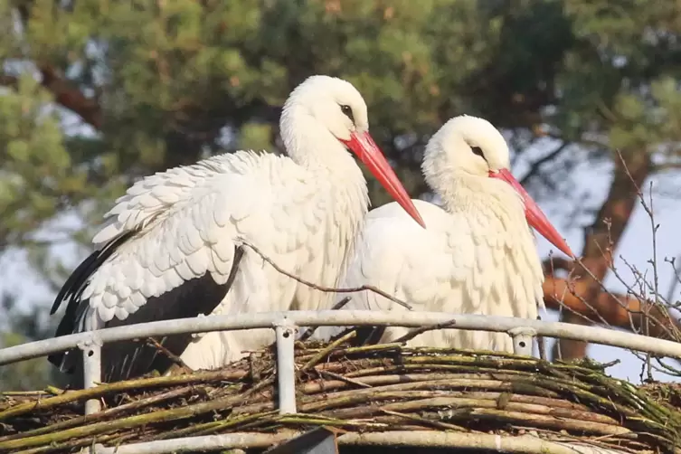 Storchenpaar im Vogelpark Schifferstadt. 
