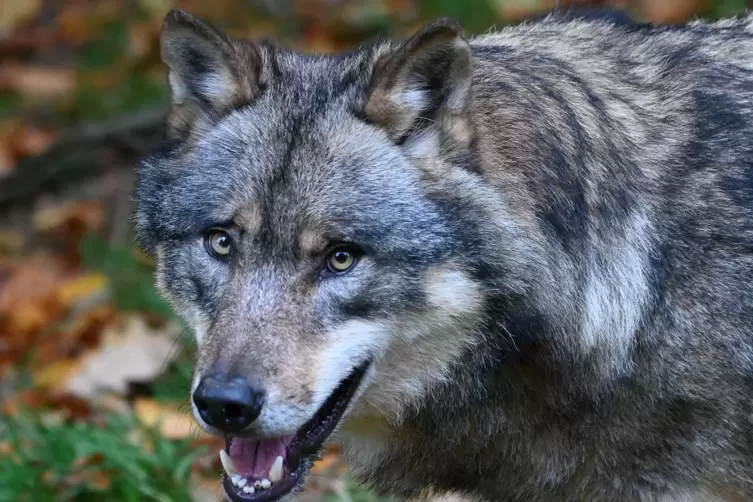Dieses Porträtfoto eines Wolfs enttand in einem Wildpark in Niedersachsen.