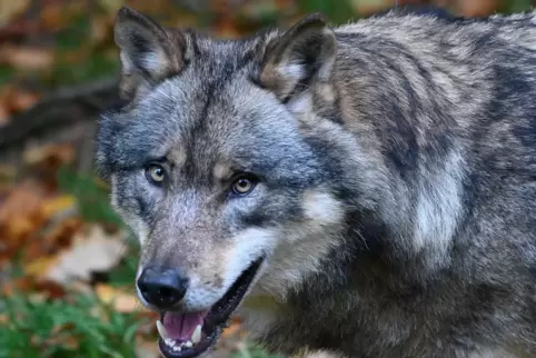 Dieses Porträtfoto eines Wolfs enttand in einem Wildpark in Niedersachsen.