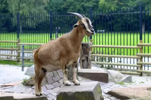 Solche Bilder wird es im Park bald nicht mehr geben.