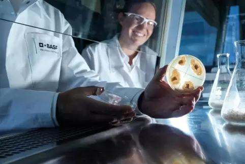 Beispiel für Biotechnologie: eine auf Reis gezüchtete Pilzkultur. 