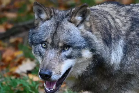 Nach der Rückkehr des Wolfs wird heftig gestritten. 