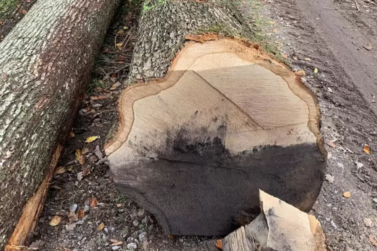 Werteichen auf dem Taubensuhl. 