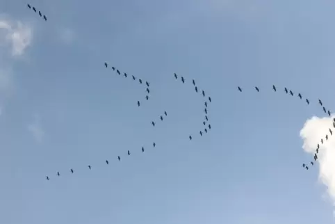 Flugschau: Kraniche über Battweiler; die Vögel formieren sich zu den typischen Pfeilen. 