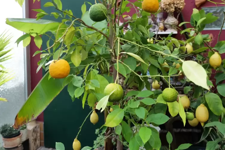 Doppelt gewachsen schmeckt besser: Zitronen-Mandarinen-Baum. 
