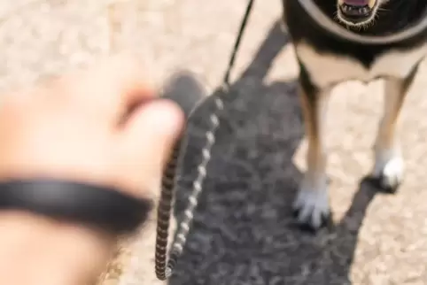 Der Hund war nicht angeleint. 