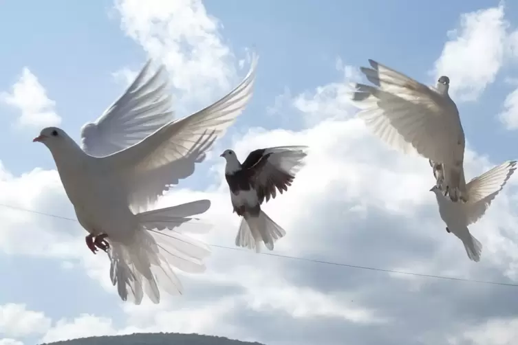 Als Symbol und Boten des himmlischen Friedens stehen Tauben für den im Glauben verbürgten Geist der Versöhnung. 