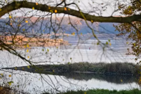 Im deutsch-polnischen Grenzstrom kam es im vergangenen Sommer zu einem massenhaften Fischsterben