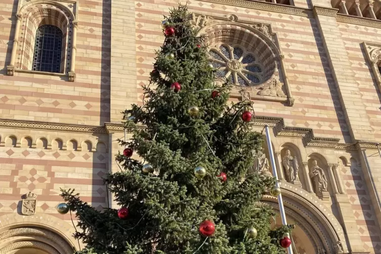Aufgestellt: Der Weihnachtsbaum auf dem Domplatz stammt aus der Nachbarschaft. 