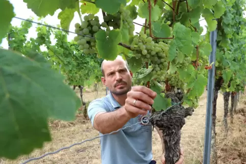 Volker Gies im Weinberg.