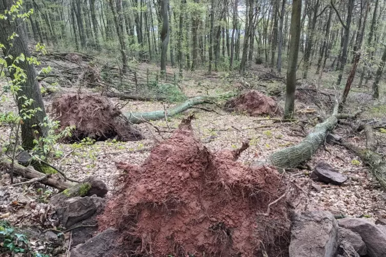 Das Foto entstand im Wald oberhalb der Waldmannsburg-Ruine und zeigt, welche Schäden durch den Schneebruch Anfang April verursac