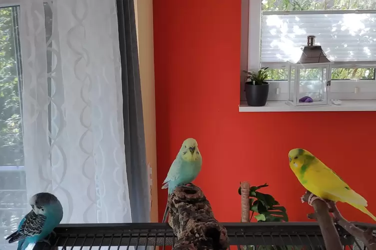 Rosie, Sam und Merry d&uuml;rfen raus aus dem K&auml;fig.