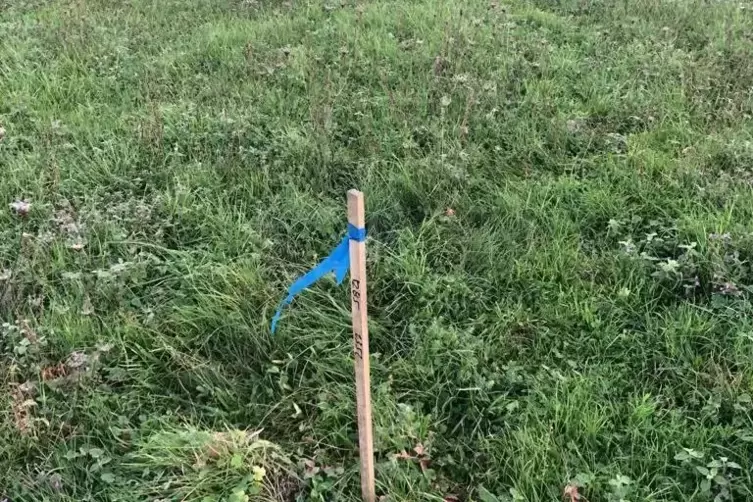Markierungsstock und Fahrspur im Gras. 