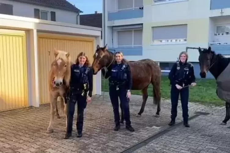Die entlaufenen Pferde lassen sich von den Polizistinnen offenbar anstandslos abführen. 