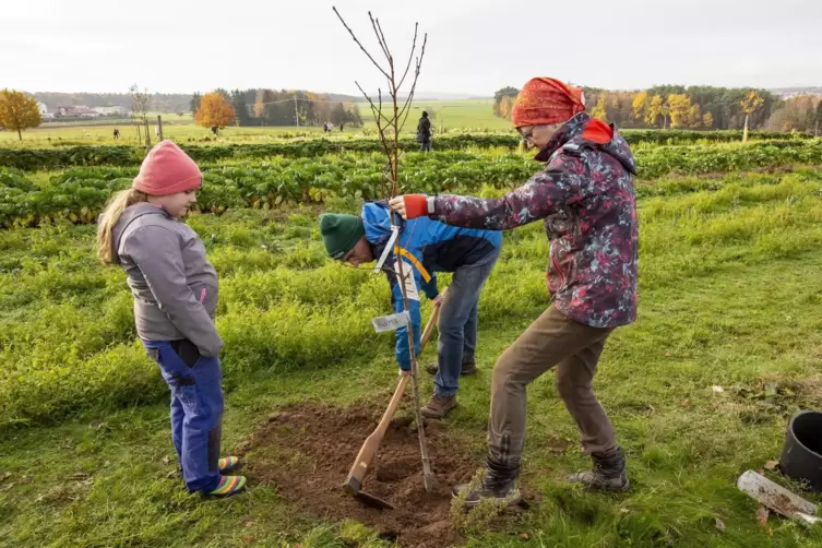 Iris und Bernd Bold setzen einen Pfirsichbaum, mit dabei ist Anna Klug: Kunden und Unterstützer des Hofes haben über eine Crowdf