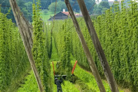 Hopfenernte im bayerischen Wolnzach.