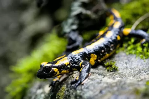 Die Feuersalamander bei Bobenthal können an ihrem angestammten Platz bleiben. 