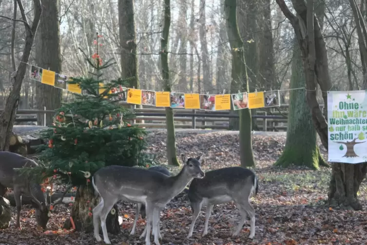 Weihnachtszeit im Wildpark Rheingönheim.