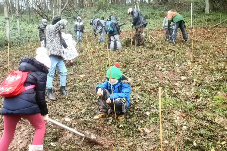Loch im Waldboden ausheben, junges Bäumchen rein, mit Erde auffüllen und dann am Bambusrohr sichern: 55 Kinder der Grundschule O