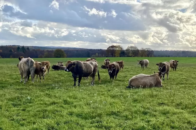 Seine Rinder geh&ouml;ren zur franz&ouml;sischen Rasse Aubrac. Sie sind besonders robust.
