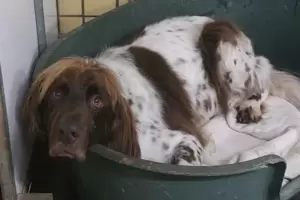 Hund im Zweibrücker Tierheim