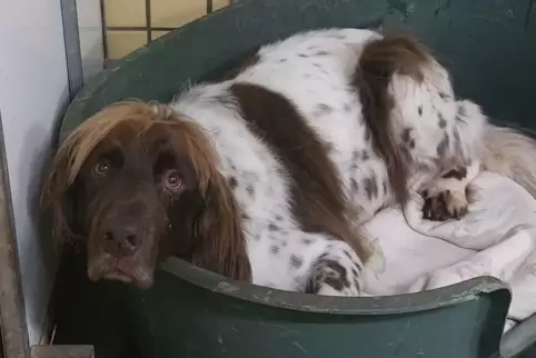 Hund im Zweibrücker Tierheim
