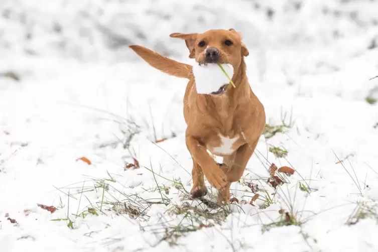 Hunde k&ouml;nnen drau&szlig;en herumtollen, auch wenn es kalt ist.