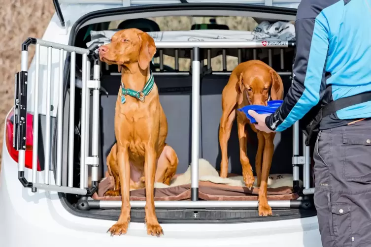 Hunde reisen im Auto etwa hinter einem Transportgitter sicher.