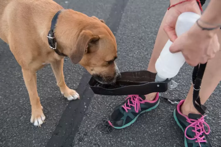 Zum Joggen mitnehmen: Hunde müssen auf weiteren Strecken trinken.