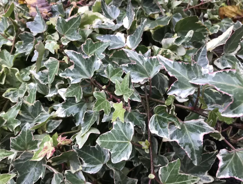 drachenbaum zimmerpflanze kaufen Drachenbaum