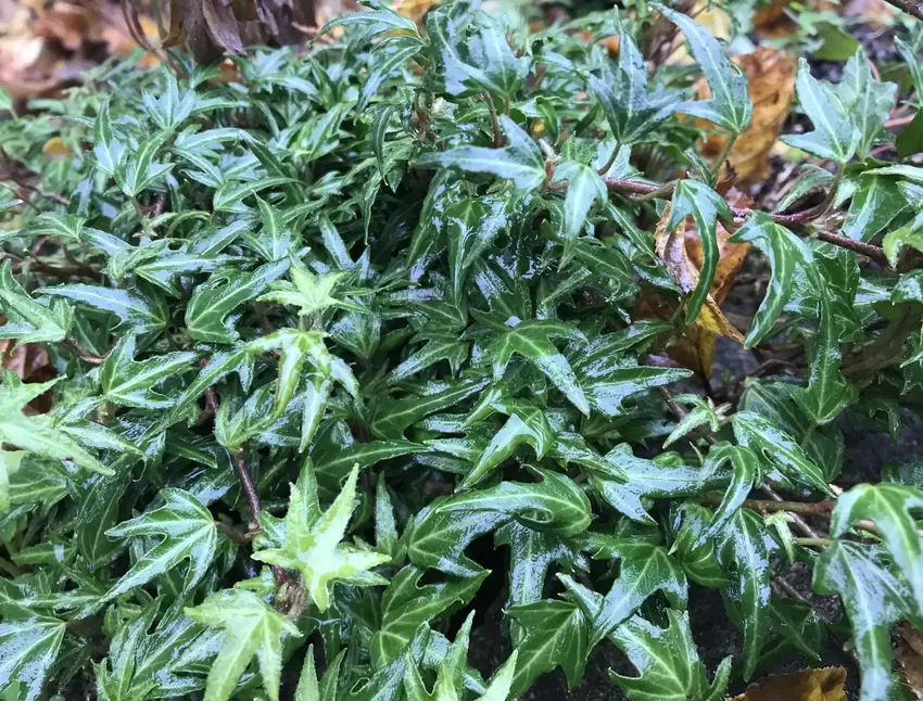 drachenbaum kaufen online Dracaena Compacta