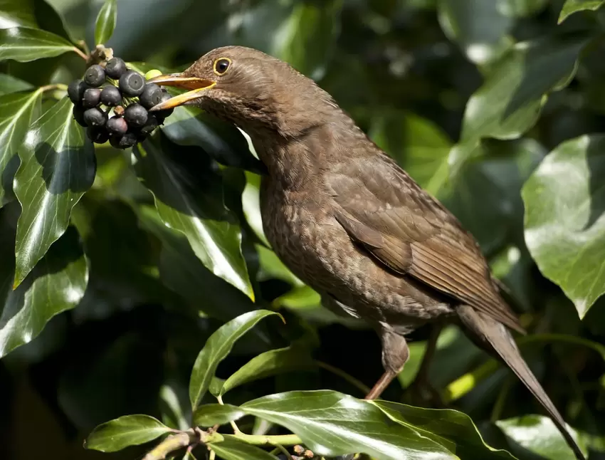 Für Vögel sind die Beeren eine willkommene Mahlzeit.