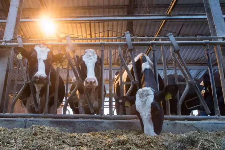 Holstein sind die verbreitetste Milchrasse in Deutschland.