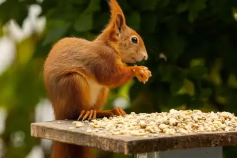 Gerne naschen Eichhörnchen an Winterfutterplätzen der Singvögel.