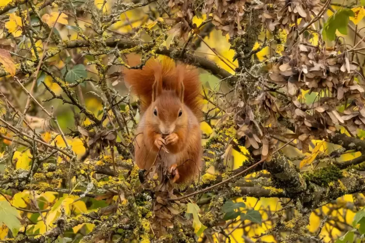 Die H&ouml;rnchen lieben die Samen in den braunen Schoten des Ahornbaumes.