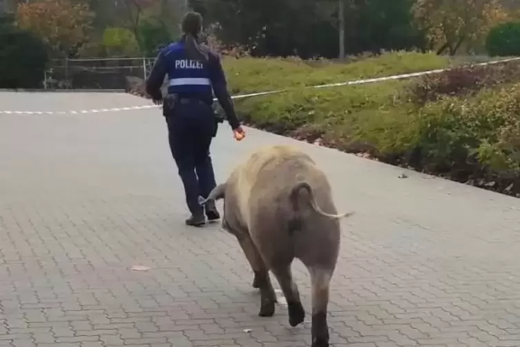 Mitkommen, bitte! Die Polizei ging am Samstag in Deidesheim auf Schweinefang.