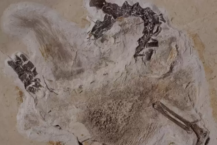 Das Fossil des Sauriers Ubirajara befindet sich aktuell noch Naturkundemuseum.