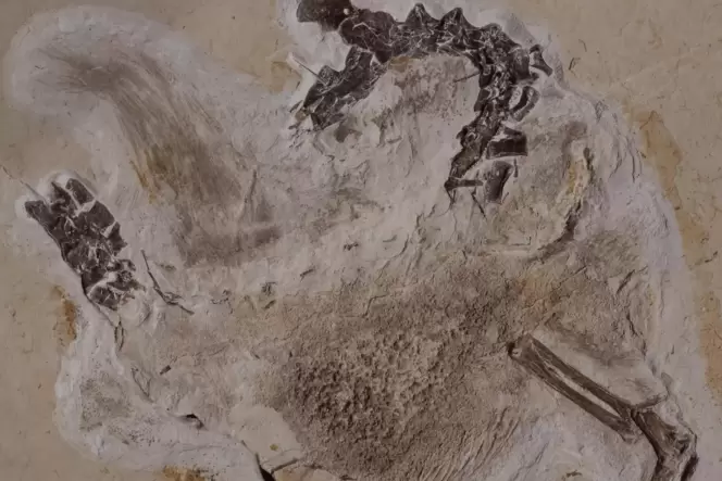 Das Fossil des Sauriers Ubirajara befindet sich aktuell noch Naturkundemuseum.