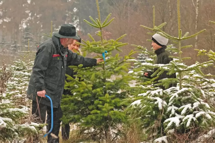 In den Revieren des Forstamts Haardt können sich die Leute ihren Weihnachtsbaum selbst aussuchen und fällen.