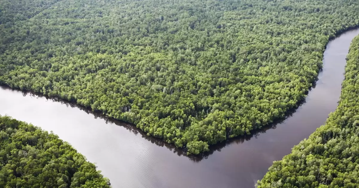 Indonesia Berjuang untuk Hutan Hujannya – Pengetahuan