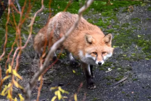 Das Bild des Fuchses in einem Garten auf der Parkinsel entstand vor einigen Tagen.