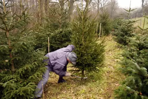 Einen Weihnachtsbaum selbst fällen: Das ist auch in der Pfalz möglich.
