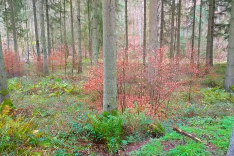 Der Voranbau, wie hier im Bild zu sehen, ist ein Förderkriterium: Unter dem Schirm des Altbestandes an Fichten wurden hier junge